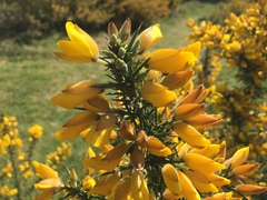 Ulex europaeus