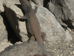 Gallotia galloti galloti