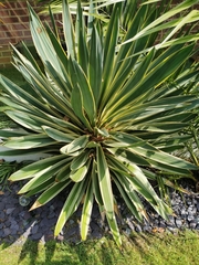 Yucca