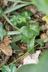 Albuca bracteata