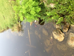 Amphilophus citrinellus