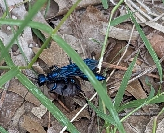 Iridescent cockroach hunter