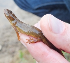 Lissotriton vulgaris