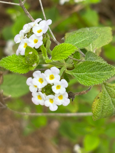 Lantana velutina