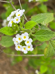 Lantana velutina