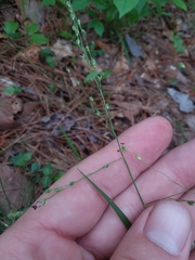 Dichanthelium angustifolium