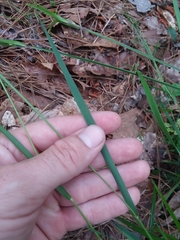 Dichanthelium angustifolium