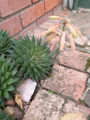 Aristaloe aristata