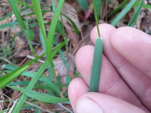 Image of Dichanthelium angustifolium by (c) Will McFarland, some rights reserved (CC BY)