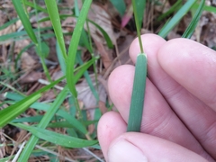 Dichanthelium angustifolium
