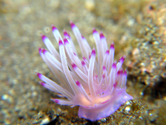 Coryphellina lotos