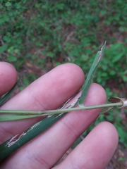 Dichanthelium angustifolium
