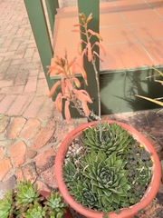 Aristaloe aristata