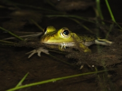 Pelophylax