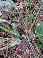Dichanthelium angustifolium