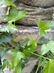 Hedera helix