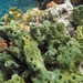 Pitted Sponge - Photo (c) Paul Illsley, some rights reserved (CC BY-NC), uploaded by Paul Illsley