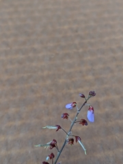 Desmodium incanum image