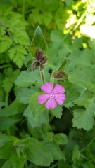 Silene dioica
