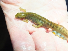 Lissotriton vulgaris