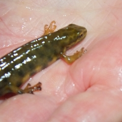 Lissotriton vulgaris