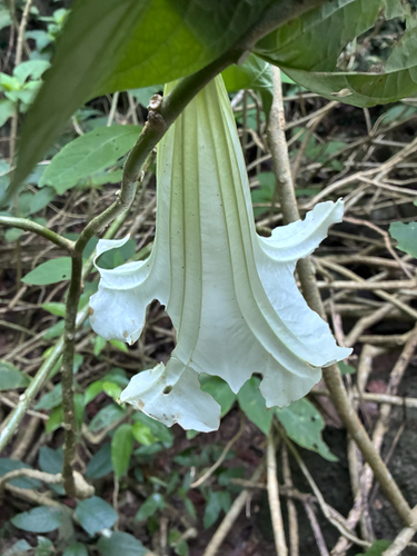 night bells