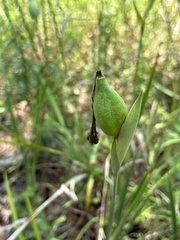 Iris tridentata, photograph author not stated, no rights reserved