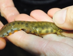 Lissotriton vulgaris