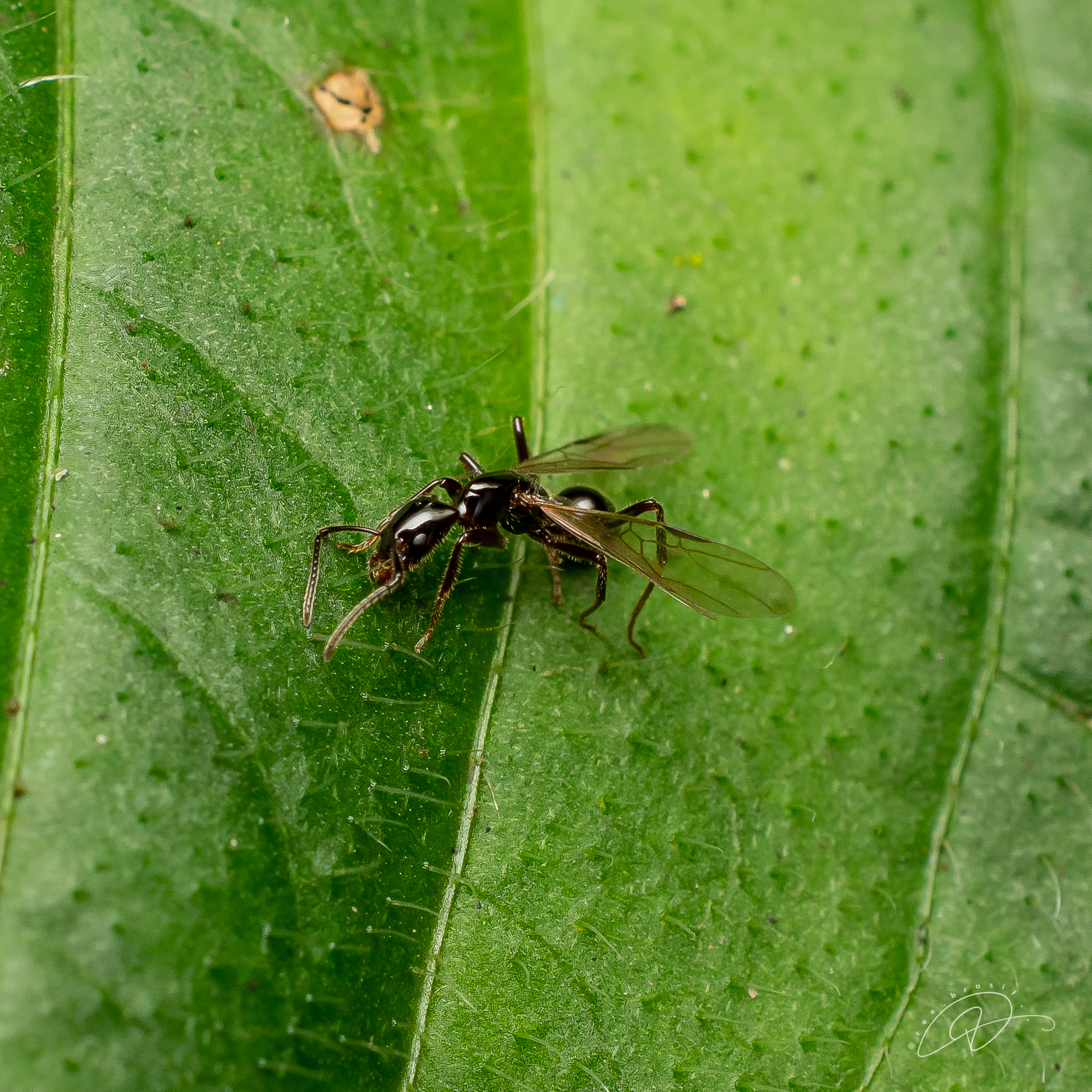Azteca lanuginosa