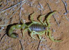 Parabuthus raudus