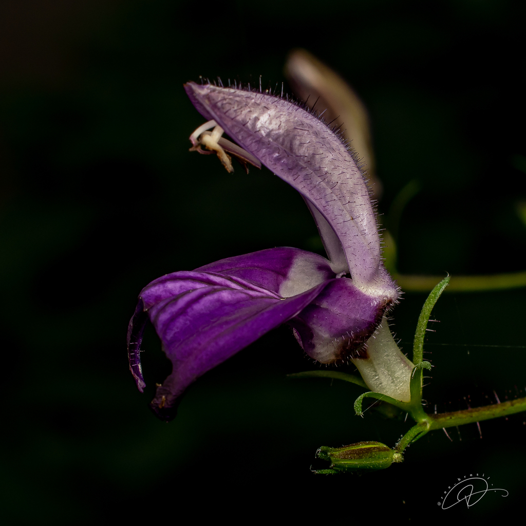 Brillantaisia lamium; photograph (c) Reinaldo de Oliveira Elias, some rights reserved (CC BY)