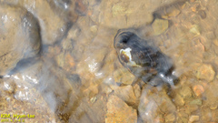 Nodularia douglasiae