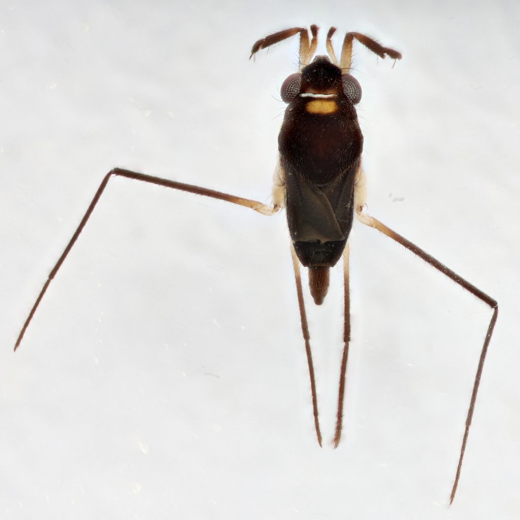Rheumatobates minutus