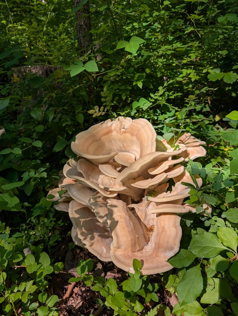 Berkeley's Polypore · June 2026 · photo: Photo: (c) Jacob Saucier, some rights reserved (CC BY) · iNaturalist