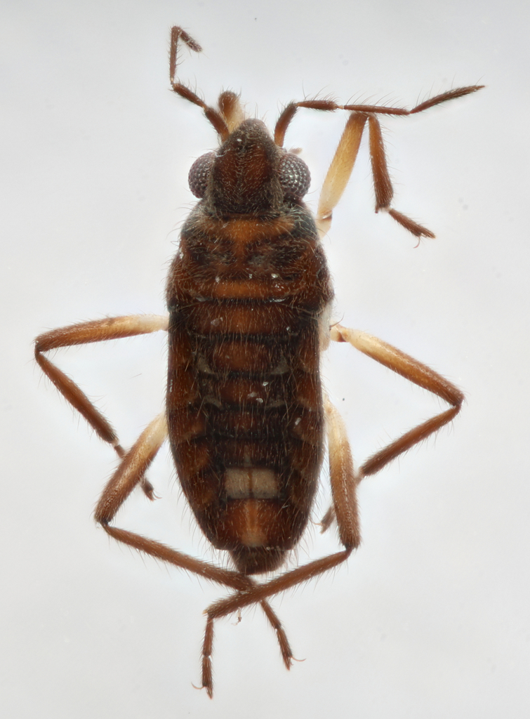Microvelia portoricensis
