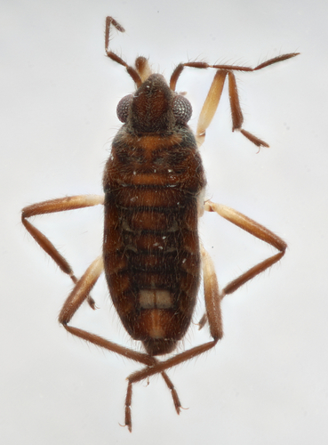 Microvelia portoricensis