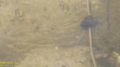 Cipangopaludina chinensis