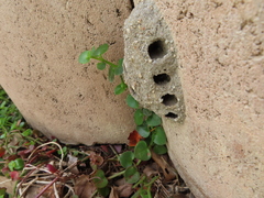 Masarinae