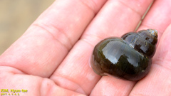 Cipangopaludina chinensis