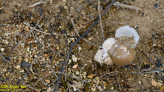 Cipangopaludina chinensis