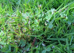 Solenopsis punctaticeps