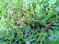 Solenopsis punctaticeps