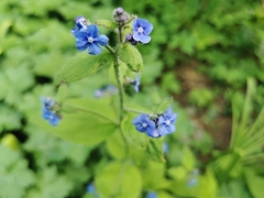 Pentaglottis sempervirens