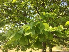Carpinus betulus