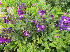 Angelonia biflora