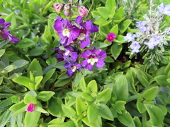 Angelonia biflora