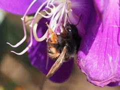 Bombus eximius