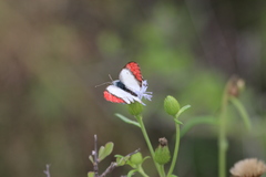 Colotis danae eupompe