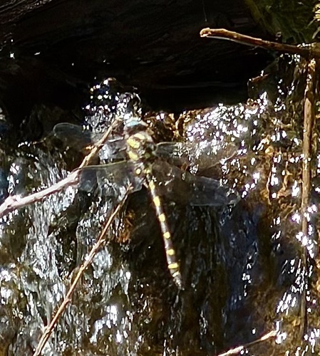 iNaturalist observation photo of Pacific Spiketail