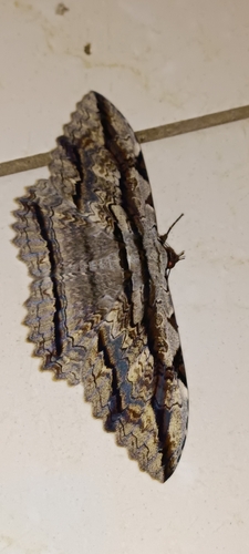 Owl Moth
